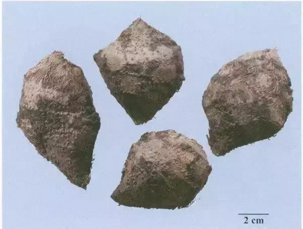 三棱
