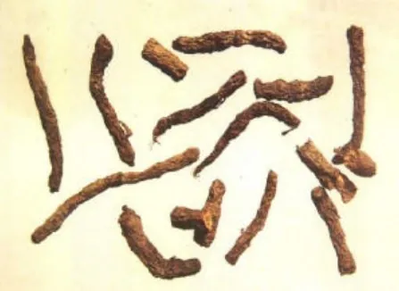 仙茅
