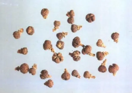 吴茱萸