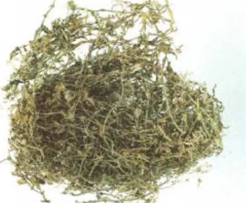 垂盆草