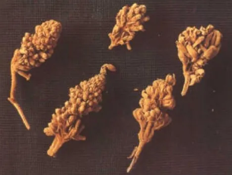 密蒙花