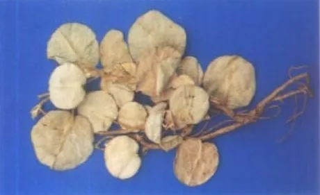 广金钱草