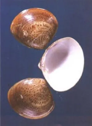 海蛤壳