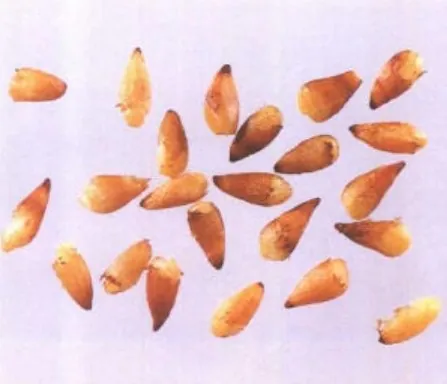 柏子仁