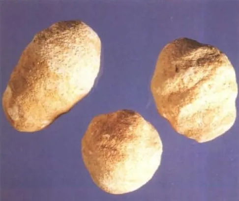 泽泻
