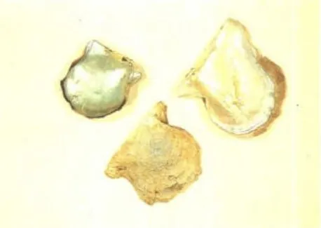 珍珠母