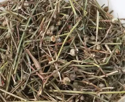 白花蛇舌草