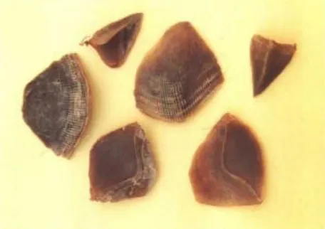 穿山甲
