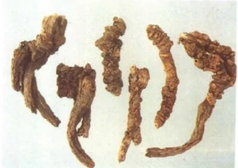 羌活