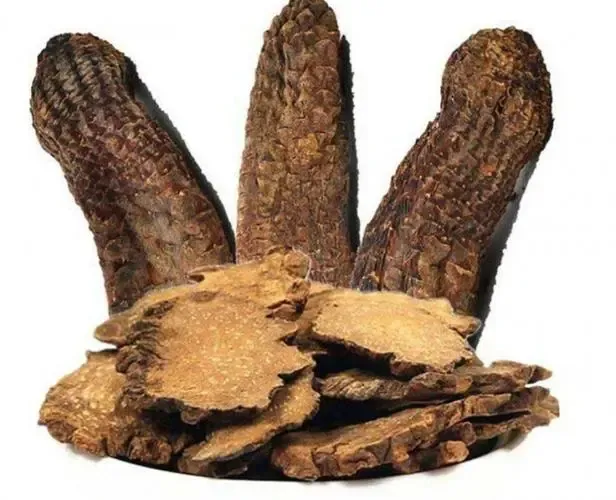 肉苁蓉