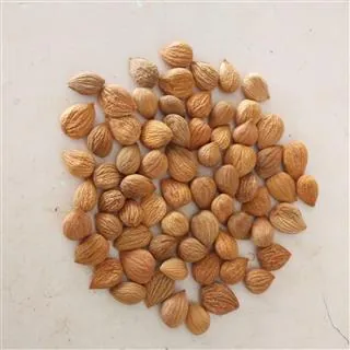 苦杏仁