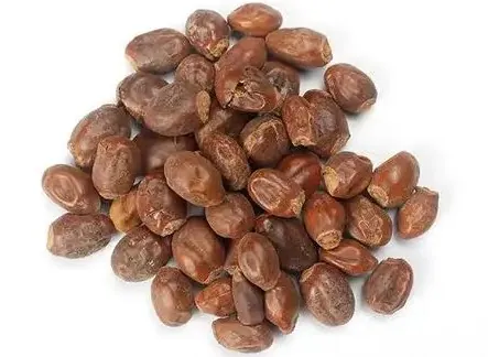 荔枝核