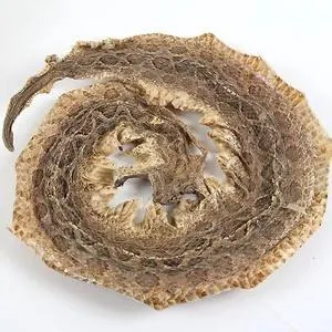蕲蛇