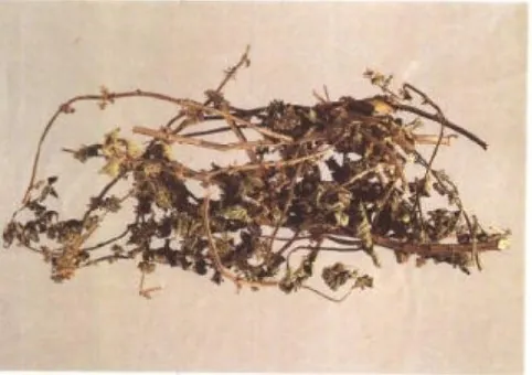 薄荷