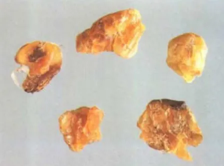 蛤蟆油