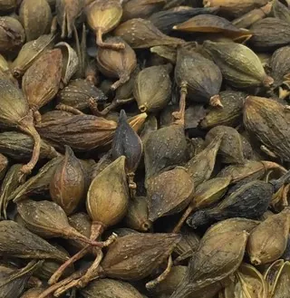 连翘