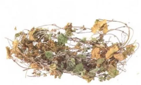 连钱草