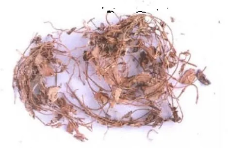 金钱草