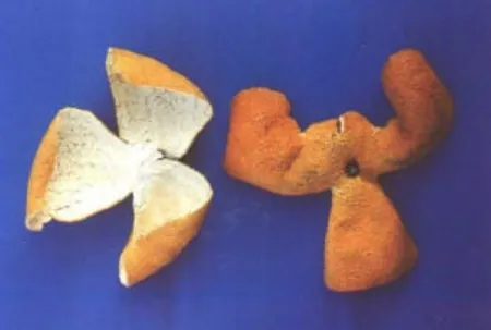 陈皮