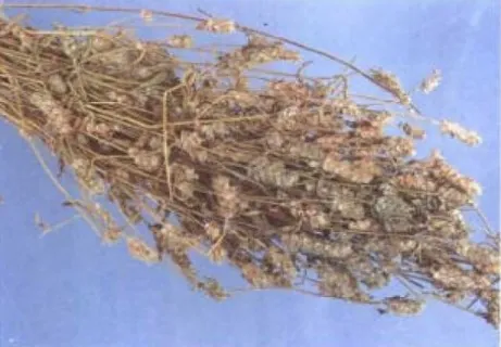 香薷