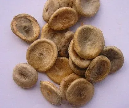 马钱子