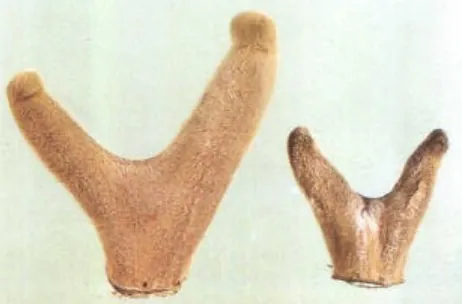 鹿茸